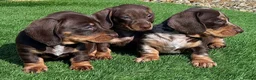Miniature Dachshund dogs for sale: Kc reg mini dachshund last stunning little girl . - Advert 6