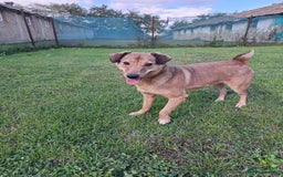 Mixed Breed dogs for adoption: Fajitas for adoption - Image 8