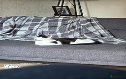 Mixed Breed cats for sale: 2 rescued kittens need a loving home!  - Image 10