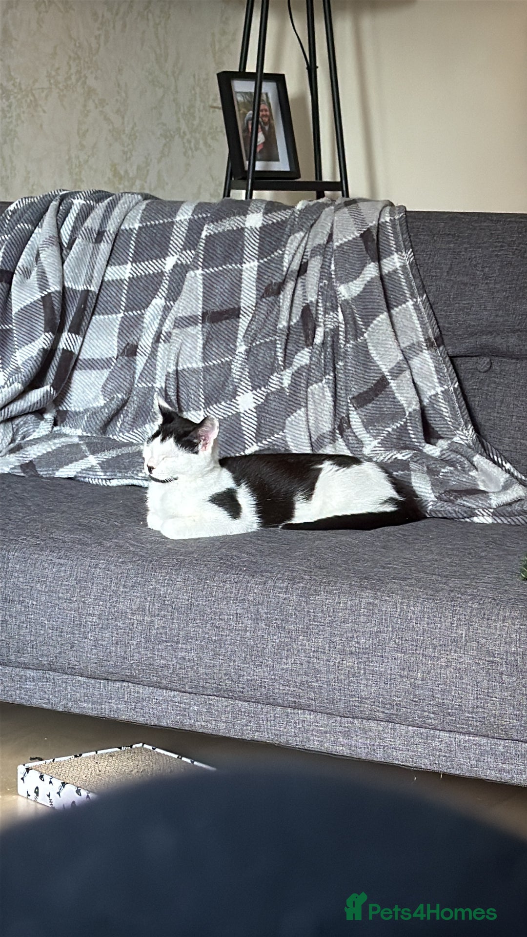Mixed Breed cats for sale: 2 rescued kittens need a loving home!  - Image 10