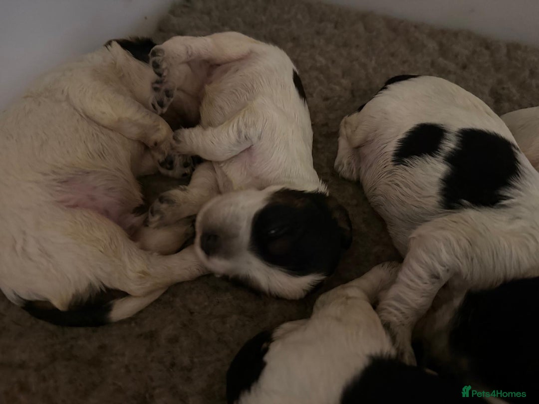 Cocker Spaniel dogs for sale: Blue roan kc register health tested pups - Advert 3