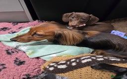 Miniature Dachshund dogs for sale: Galaxy Chocolate: Your Sweetest Adventure Awaits! - Image 5