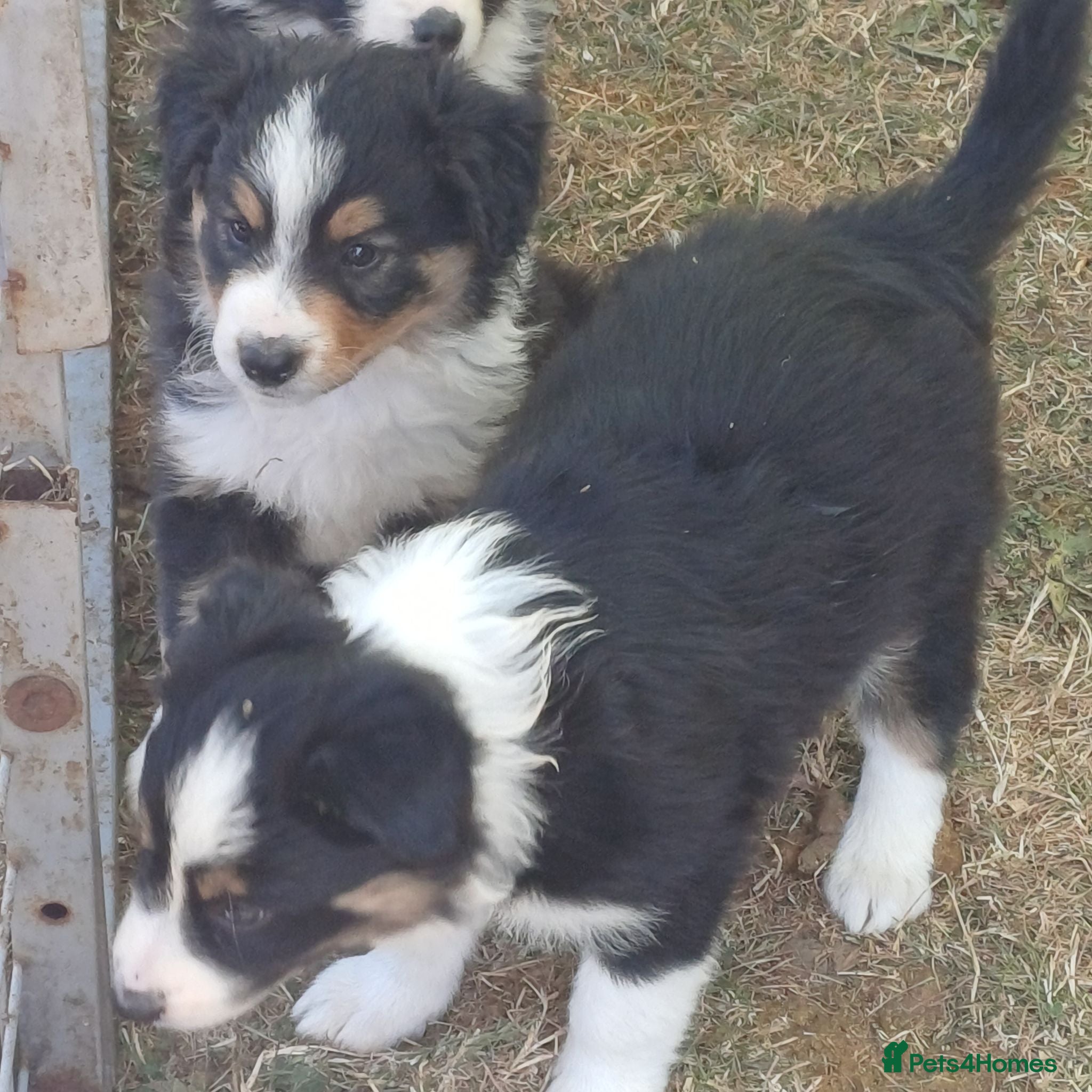 Border Collie dogs Border Collie Puppies Ready August 1st - Advert 1