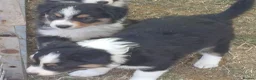 Border Collie dogs for sale: Border Collie Puppies Ready August 1st - Advert 10