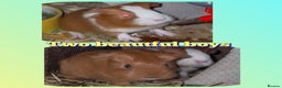 Guinea Pig rodents for sale: Two bond brothers ready on 11th feb 26 - Advert 8