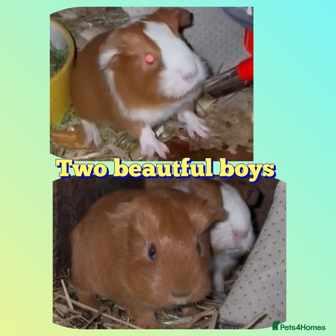 Guinea Pig rodents for sale: Two bond brothers ready on 11th feb 26 - Advert 8