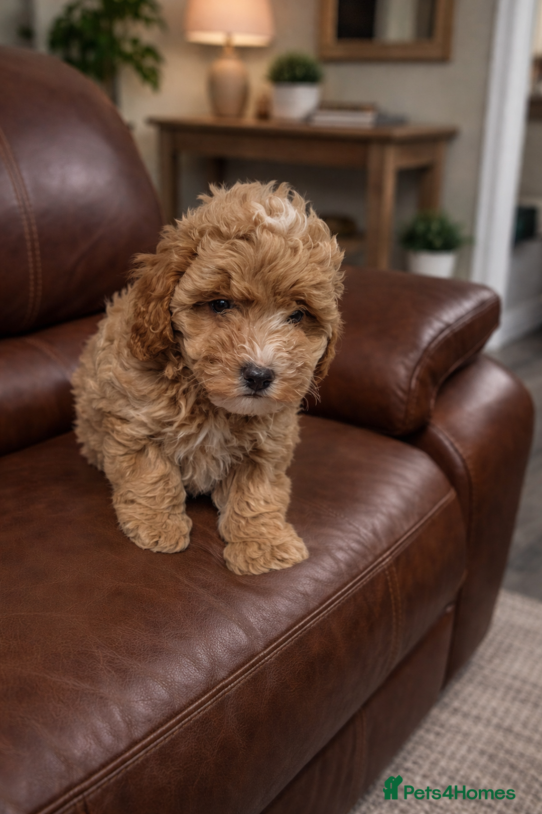 Cavapoo dogs for sale: DNA clear health tested puppies - Advert 4