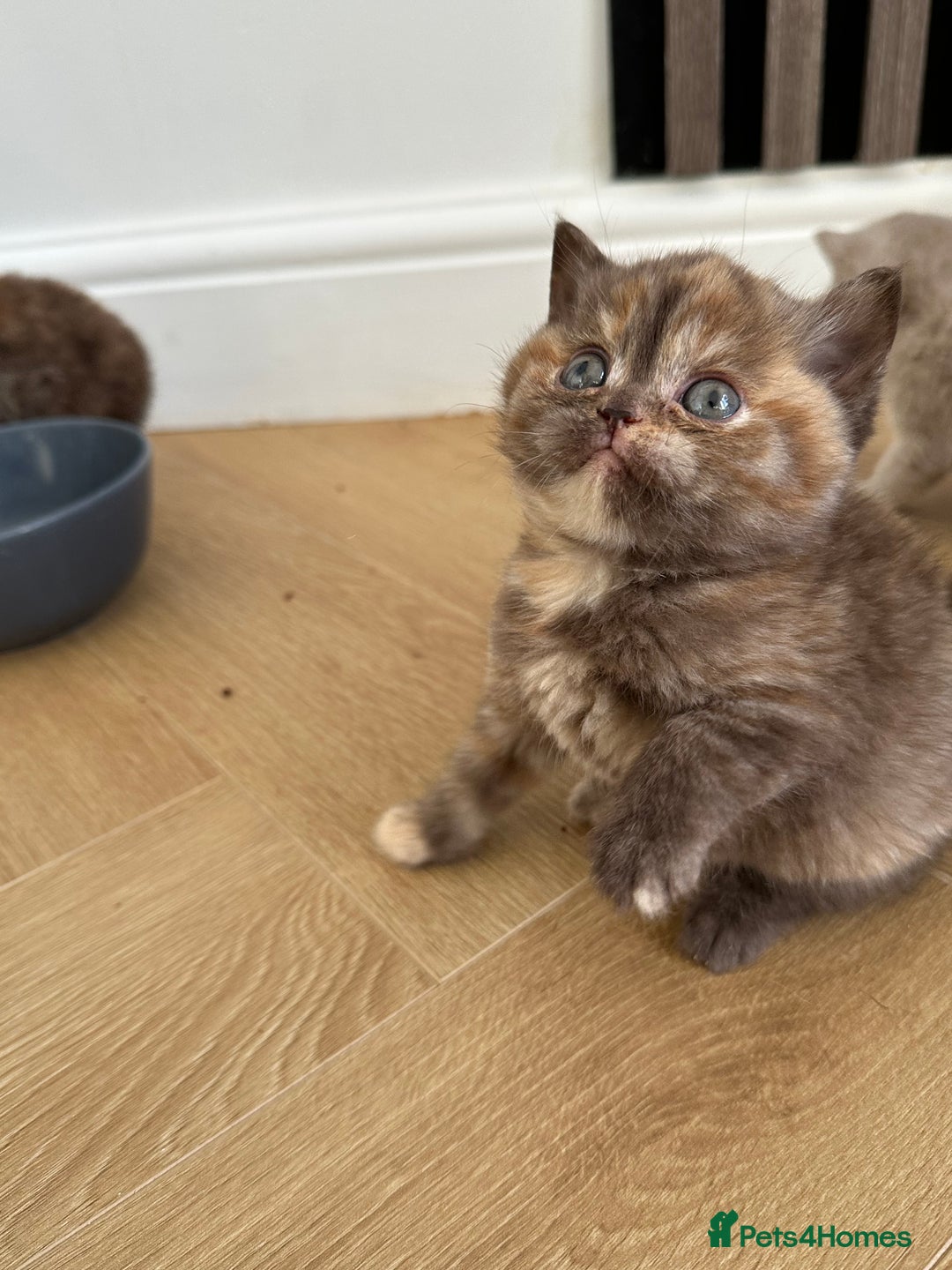British Shorthair cats for sale: 😻Beautiful Chocolate Tortie BSH Kittens😻🎀 - Advert 11