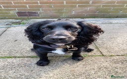 Cocker Spaniel dogs for stud: KC registered Cocker Spaniel Striker for stud - Image 16