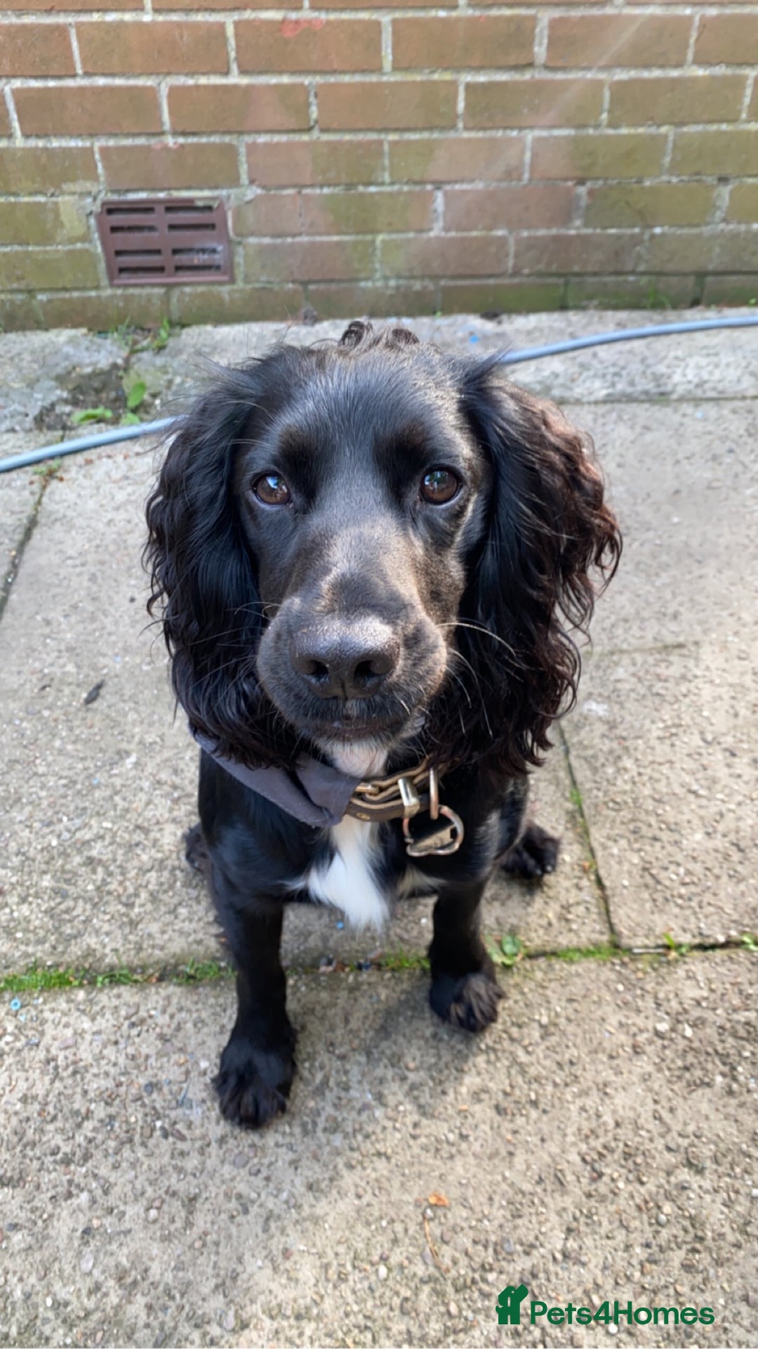 Cocker Spaniel dogs for stud: KC registered Cocker Spaniel Striker for stud - Image 16