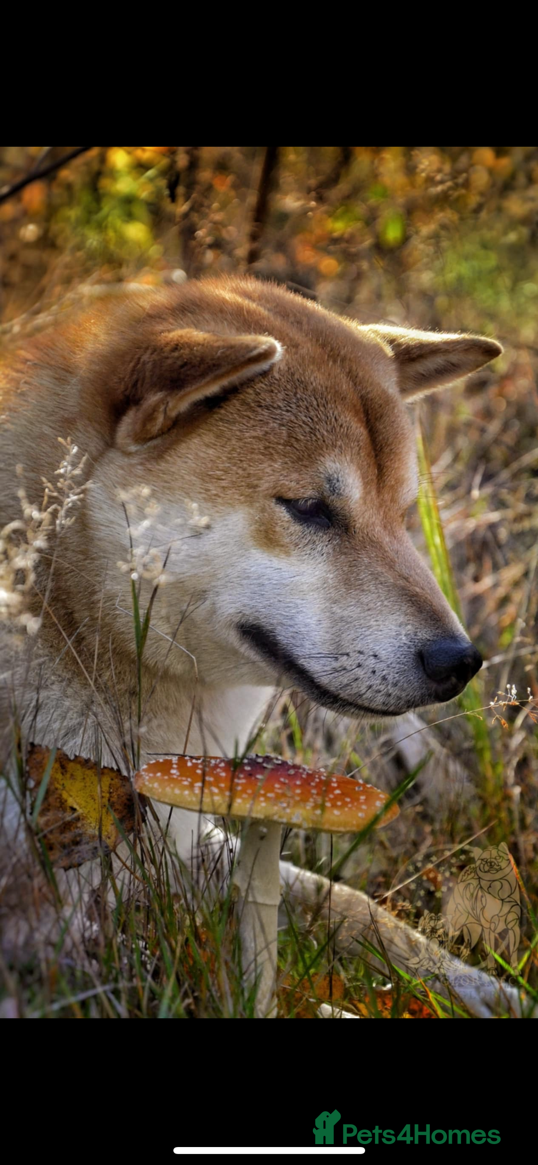 Japanese Shiba Inu dogs for sale: Multi Champion Shiba Inu stud , health tested  - Image 5