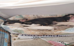 Chihuahua dogs for sale: CHIAHUAHUA PUPPYS - Image 1