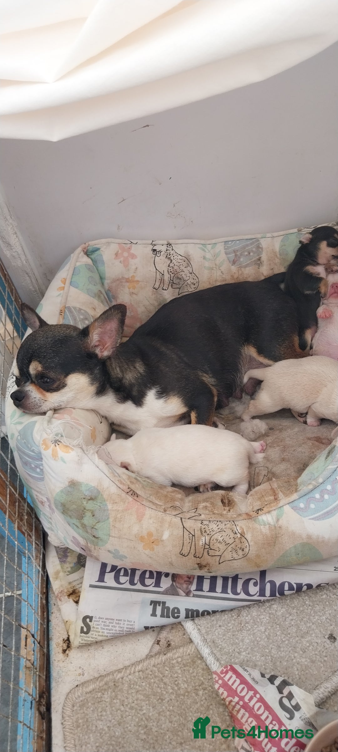 Chihuahua dogs for sale: CHIAHUAHUA PUPPYS - Image 1