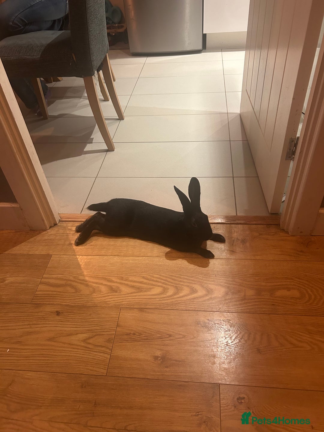Rex rabbits for sale: Shadow  - Image 3