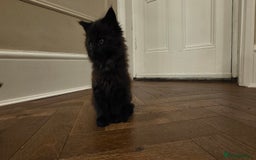 Maine Coon cats for sale: Maine coon x kittens  - Image 5