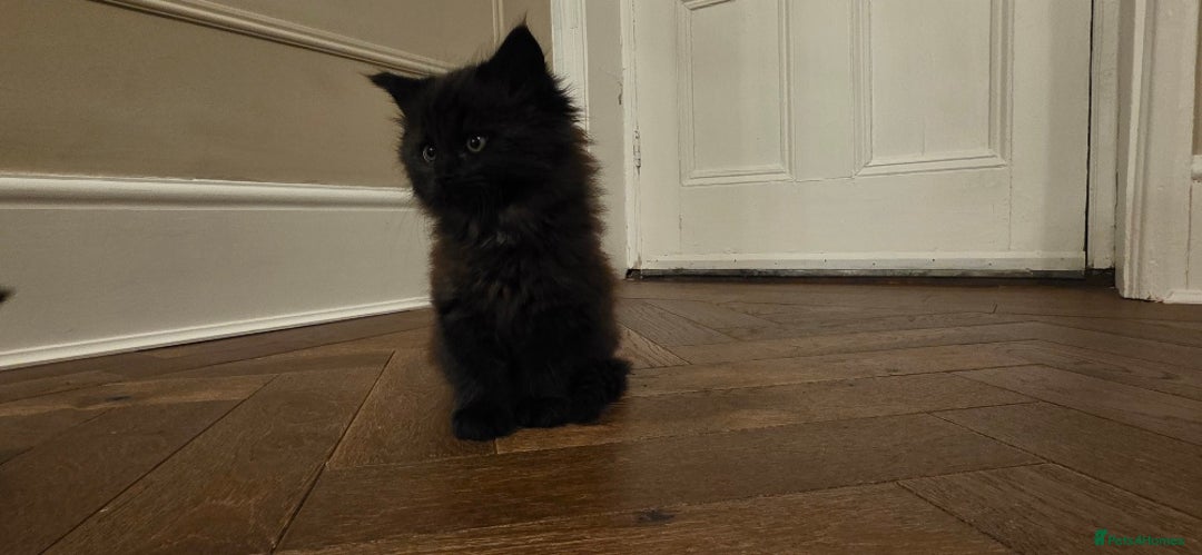 Maine Coon cats for sale: Maine coon x kittens  - Image 5