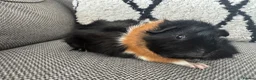Guinea Pig rodents for sale: Female guinea pig  - Advert 5