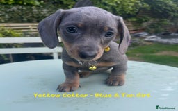 Miniature Dachshund dogs for sale: 💙Miniature Dachshund Puppies – Isabella & Blue 💖 - Image 5