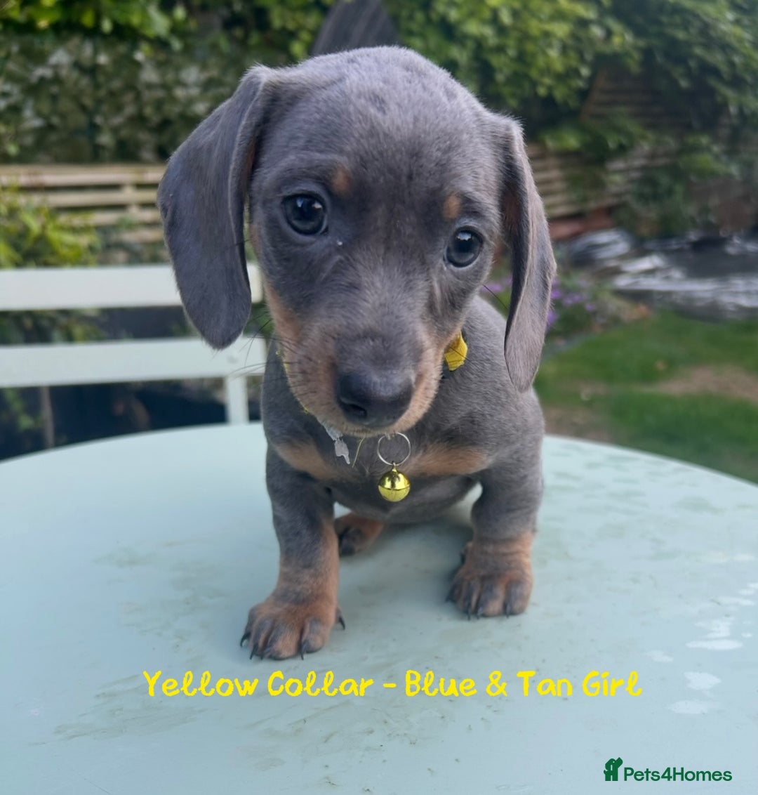 Miniature Dachshund dogs for sale: 💙Miniature Dachshund Puppies – Isabella & Blue 💖 - Image 5