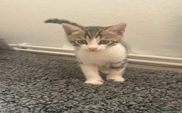 Bengal cats for sale: Bengal Calico kittens  - Image 24