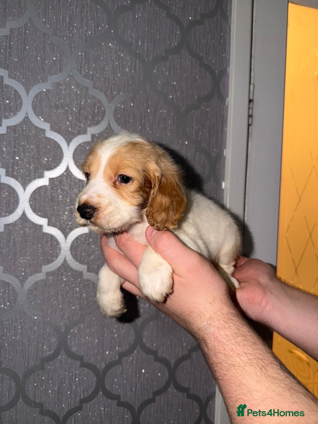 Cocker Spaniel dogs for sale: Cocker spaniel pups   - Advert 4