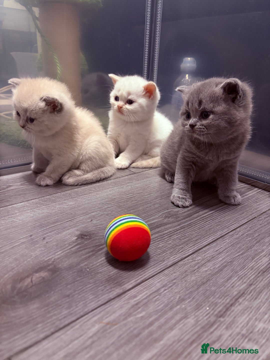 British Shorthair cats for sale: Beautiful GCCF Registered MultiColoured BSH kitte  - Advert 14