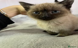 British Shorthair cats for sale: Four kittens ready to go (prices vary) - Image 15