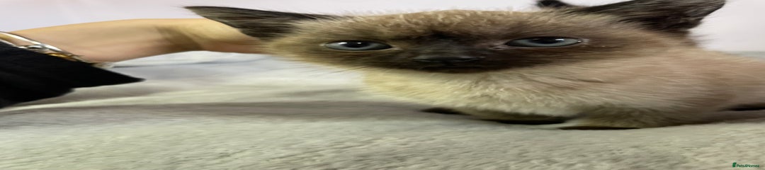 British Shorthair Kitten 4