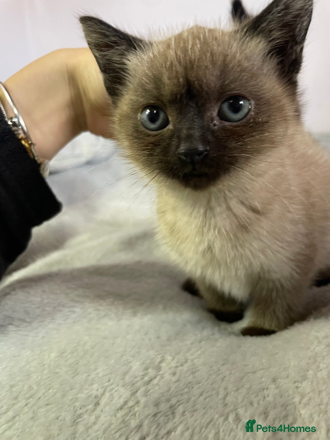 British Shorthair cats for sale: Four kittens ready to go (prices vary) - Image 15