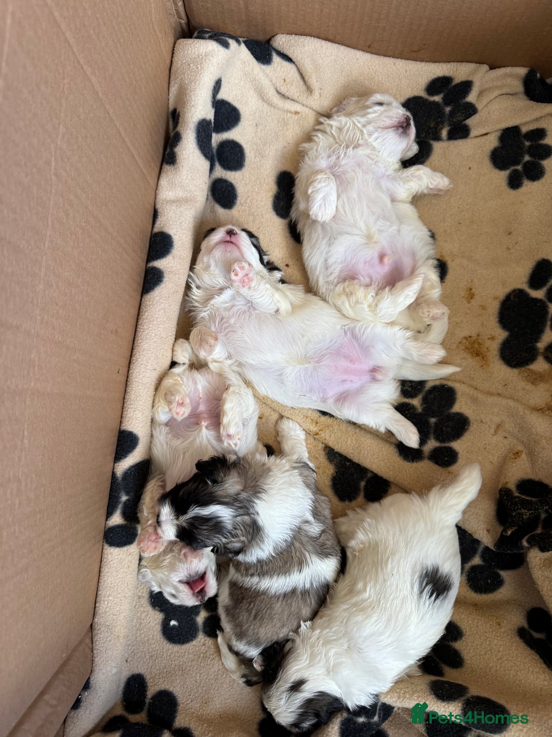 Mixed Breed dogs for sale: Maltese Cross Puppies for Sale  - Image 21