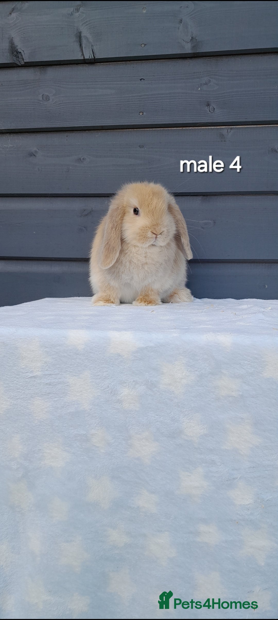 Mini Lop rabbits for sale: Purebred minilops - Image 13