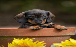 Miniature Dachshund dogs for sale: x3 stunning miniature Dachshunds boys - Image 8