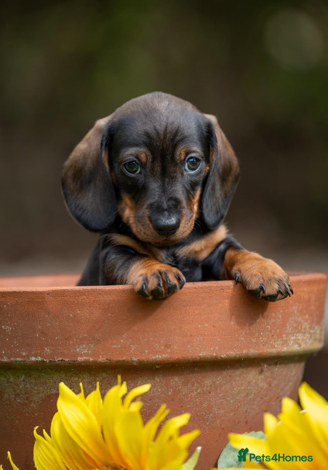 Miniature Dachshund dogs for sale: x3 stunning miniature Dachshunds boys - Image 8