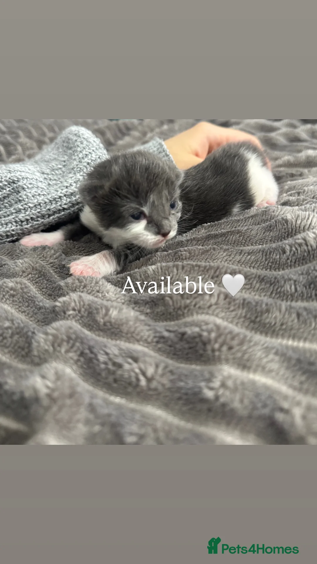 Mixed Breed cats for sale: TWO KITTENS LEFT!!! in Stoke-on-Trent - Advert 7
