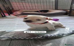 Mixed Breed dogs for sale: Adorable F1b Bullhuahua puppies - Image 2