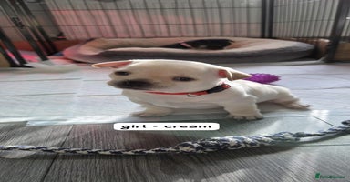Mixed Breed dogs - Advert 5