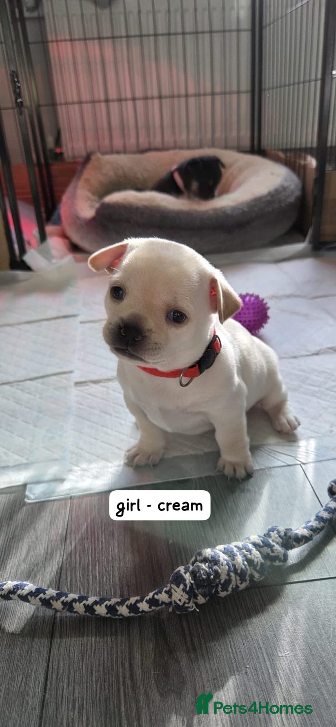 Mixed Breed dogs for sale: Adorable F1b Bullhuahua puppies - Image 2