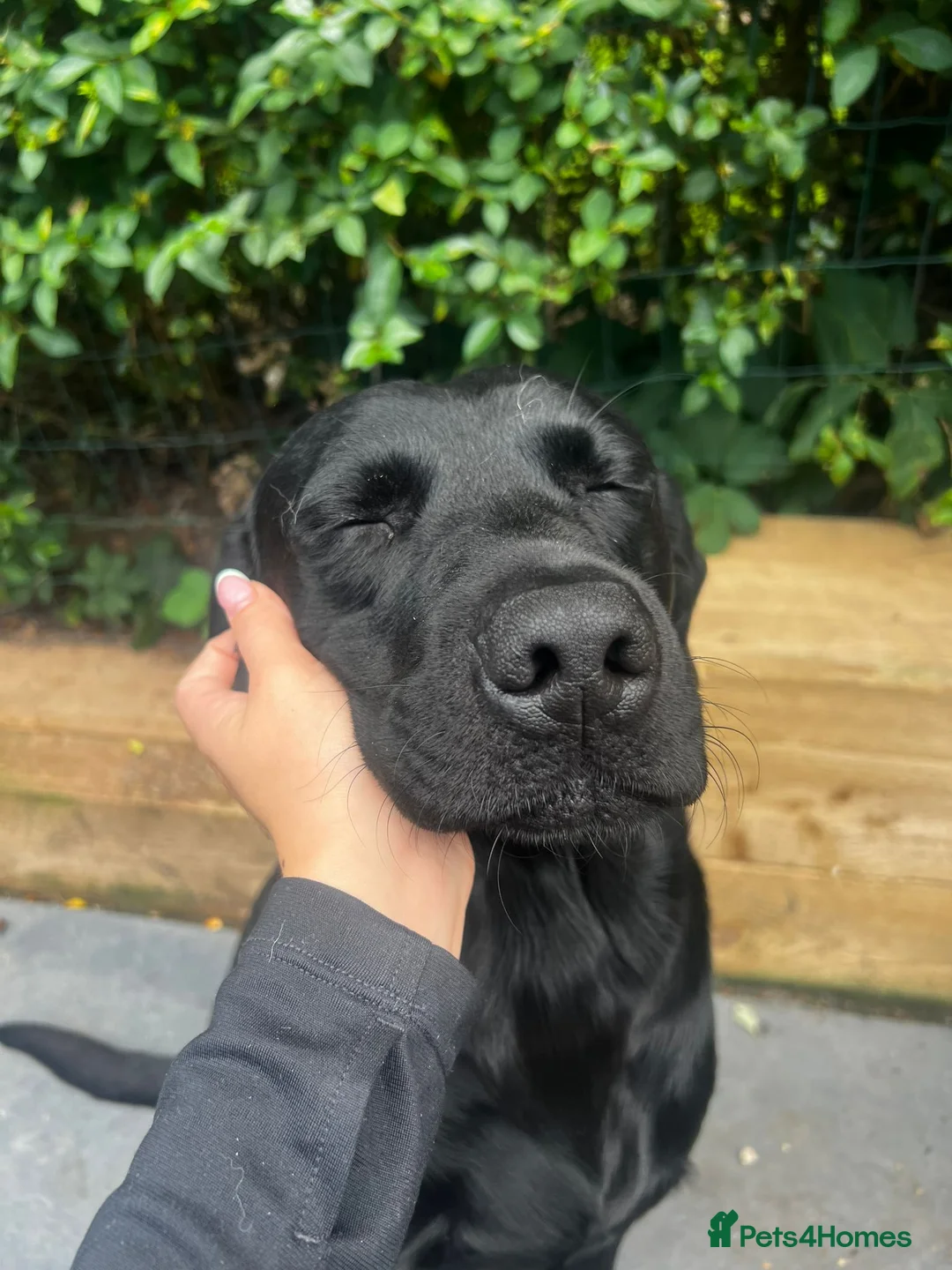 Labrador Retriever dogs for stud: For stud  in Market Drayton - Advert 16