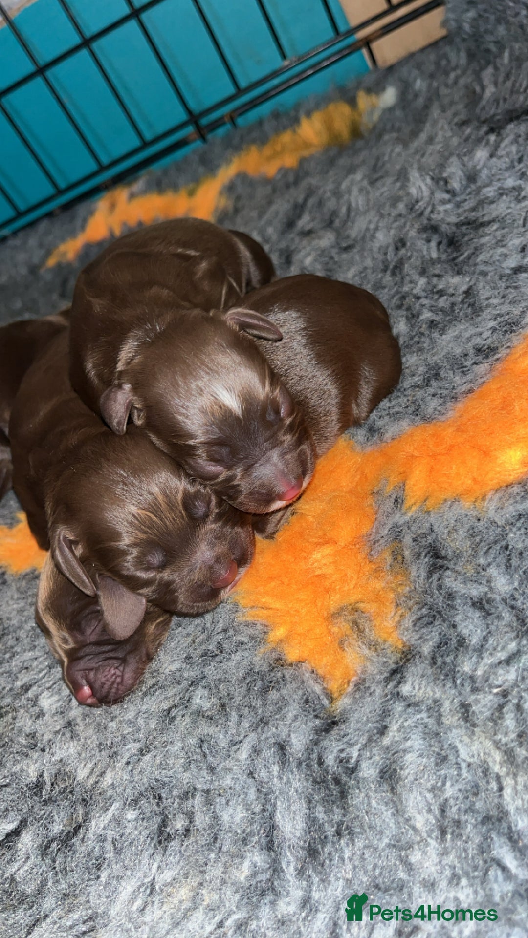 Cocker Spaniel dogs for sale: Beautiful cocker spaniel puppy’s  - Advert 5