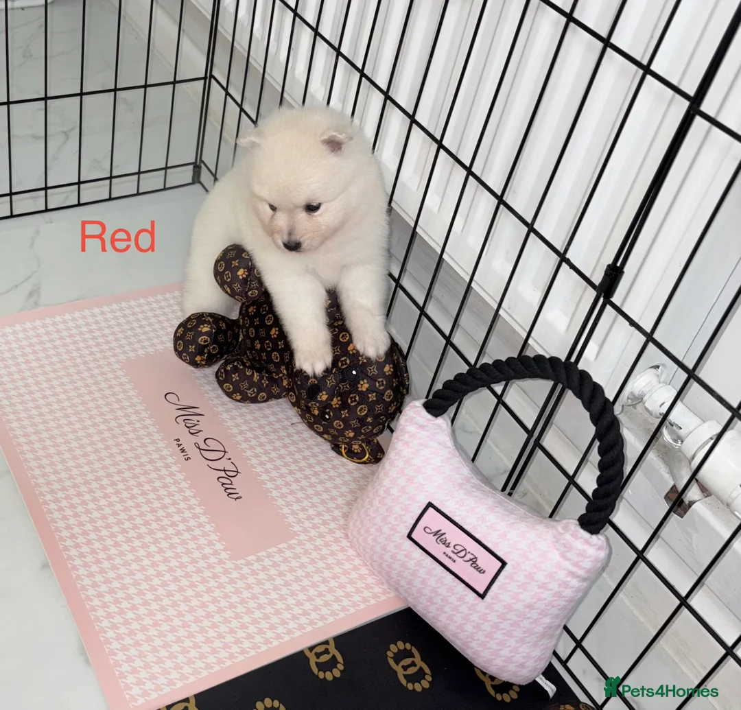 Japanese Spitz dogs for sale: Beautiful Japanese spitz puppy’s  - Advert 10