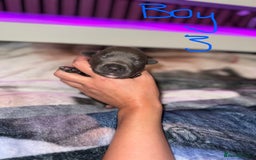 Staffordshire Bull Terrier dogs for sale: Staffordshire Bull Terrier Puppies - Image 14