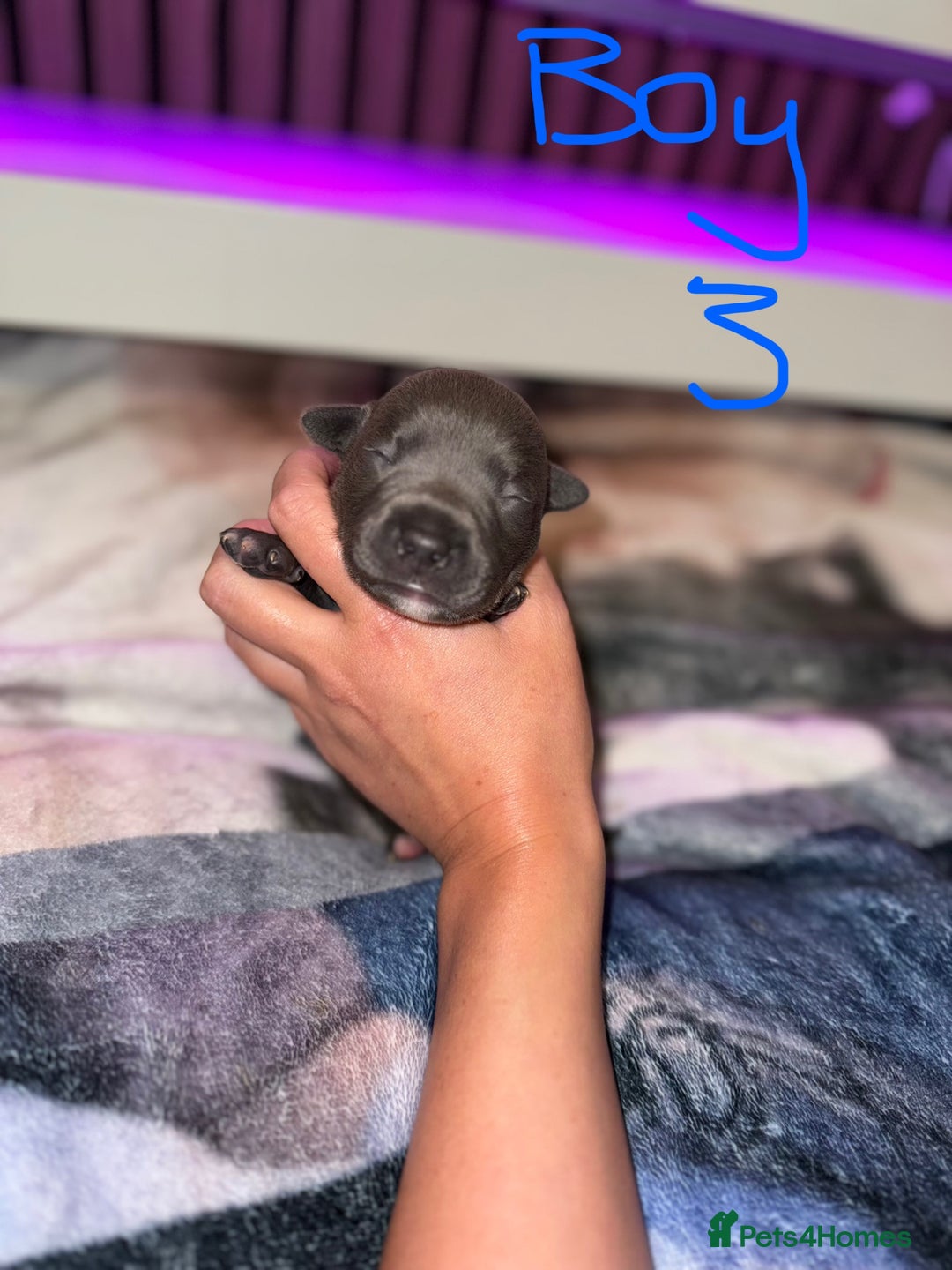 Staffordshire Bull Terrier dogs for sale: Staffordshire Bull Terrier Puppies - Image 14