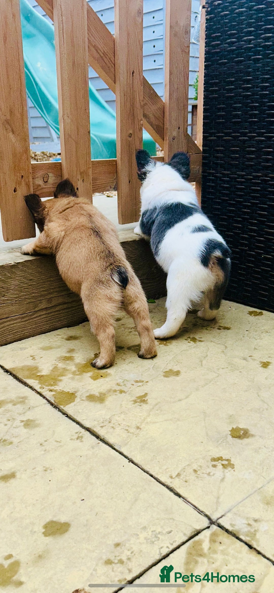 French Bulldog dogs for sale: Full Fluffy KC French bulldog Pupps 2 boys 1 girl  - Image 7