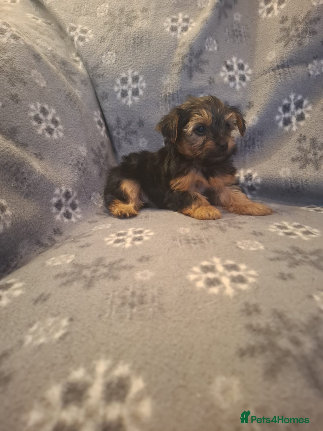 Yorkshire Terrier dogs for sale: Miniature Yorkshire Terrier pups - Image 10
