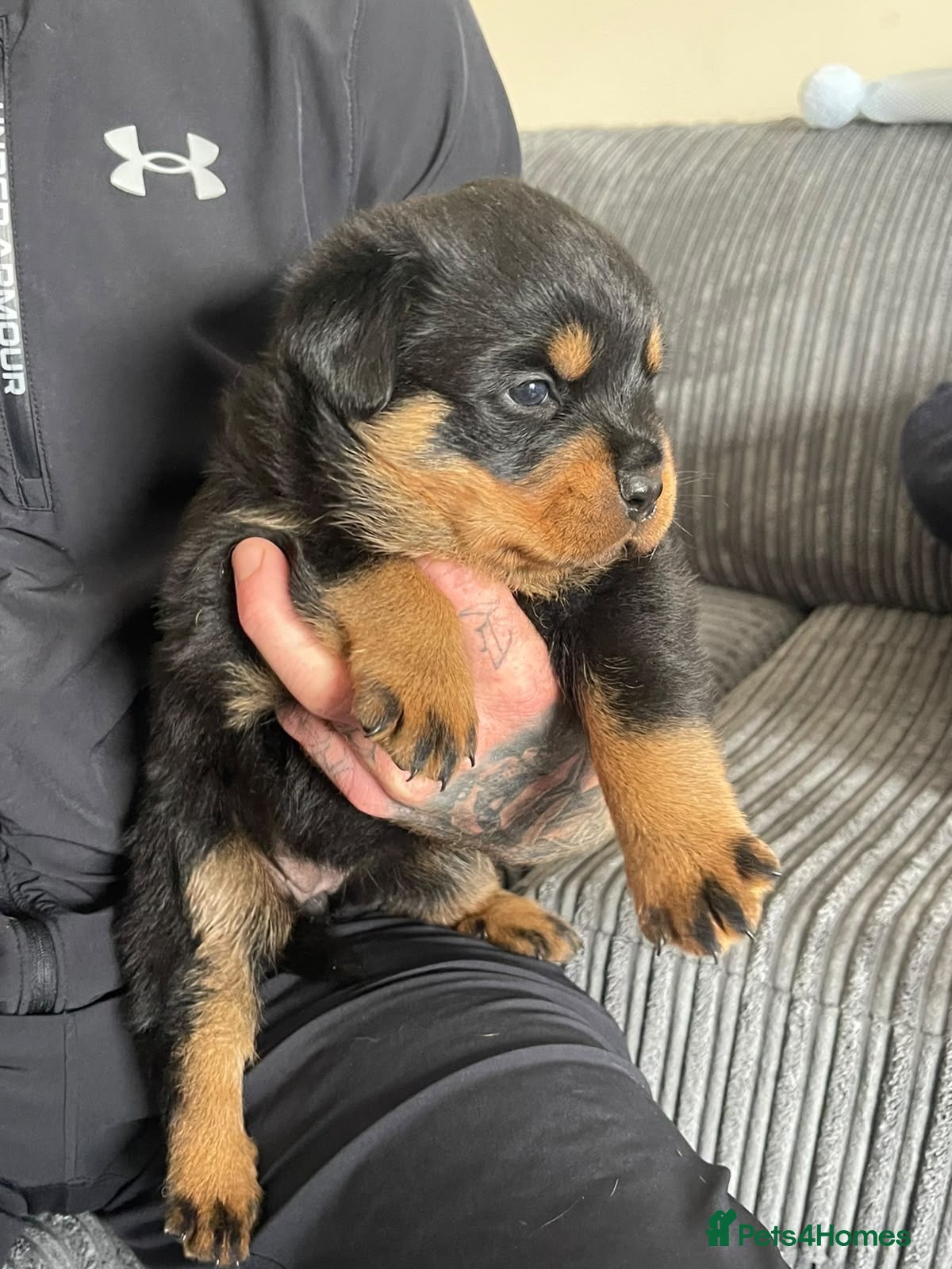 Rottweiler dogs Quality Rottweiler puppies  - Advert 1