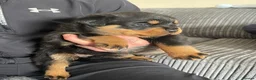Rottweiler dogs for sale: Quality Rottweiler puppies  - Advert 7