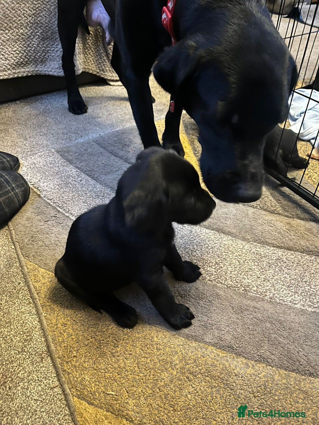 Labrador Retriever dogs for sale: labrador pups for sale home reared - Advert 16
