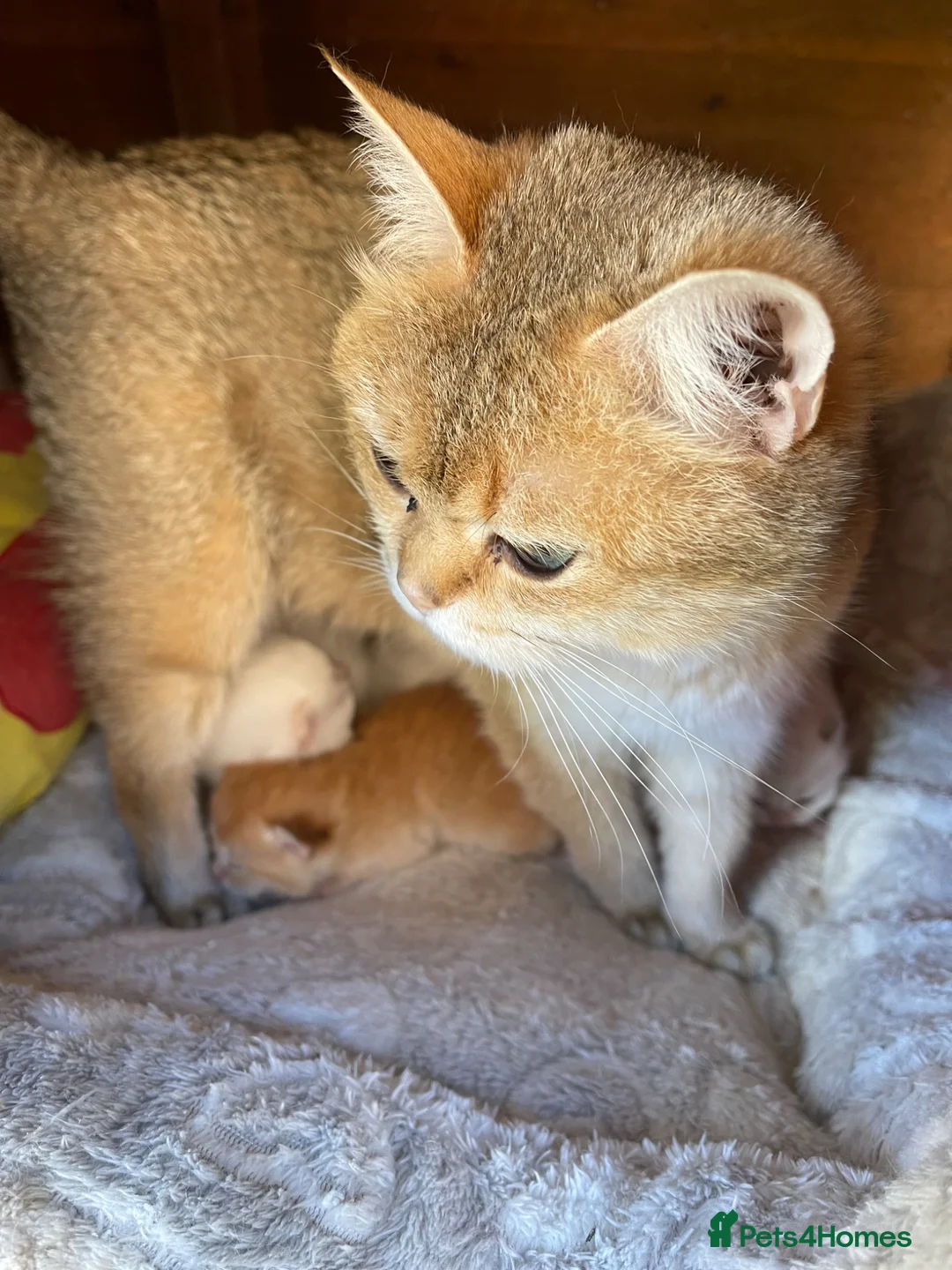 British Shorthair cats for sale: Golden, Golden Colourpoint & Silver Tipped - Advert 19