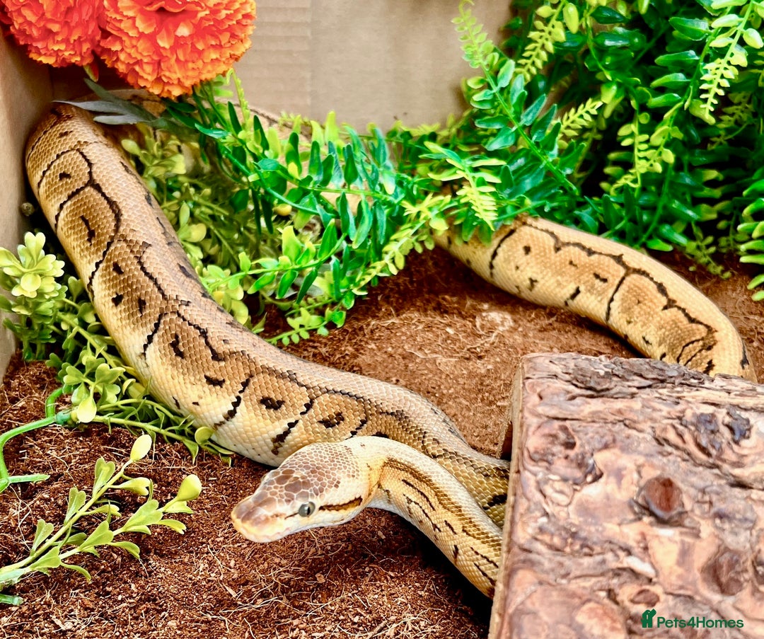 Python Snake reptiles for sale: Royal pythons looking for new home - Image 2