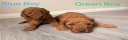 Cockapoo dogs for sale: Gorgeous Curly F1bb Cockapoos - Advert 8